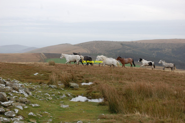 Photo 6"x4" Foel Eryr Greenway\/SN0630 c2015