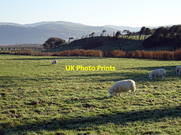 Photo 6"x4" Grazing on Morfa Borth Borth c2015