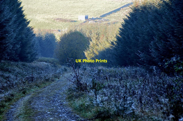 Photo 6"x4" Forest track on Ladhope Moor Colmslie c2015