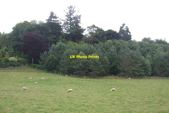 Photo 6"x4" Field, Balblair Culrain c2015