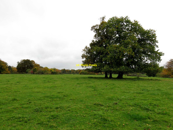 Photo 6"x4" Basildon Park looking towards Park Wood Lower Basildon c2015