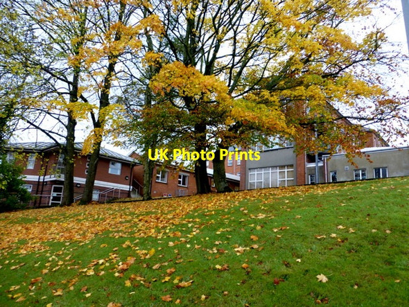 Photo 6"x4" Fallen leaves, Tyrone County Hospital Omagh c2015