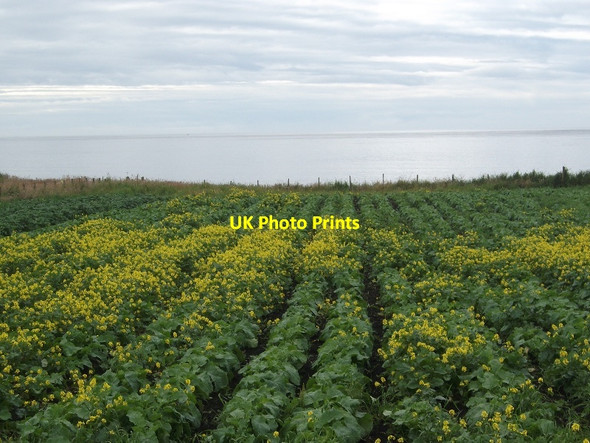 Photo 6"x4" Potatoes, Huna Canisbay c2015