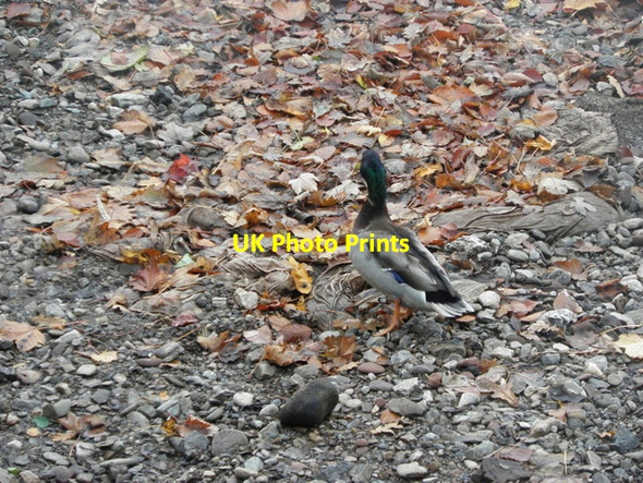 Photo 6"x4" Camouflaged duck, Cranny \/ Mullaghmore Omagh c2015