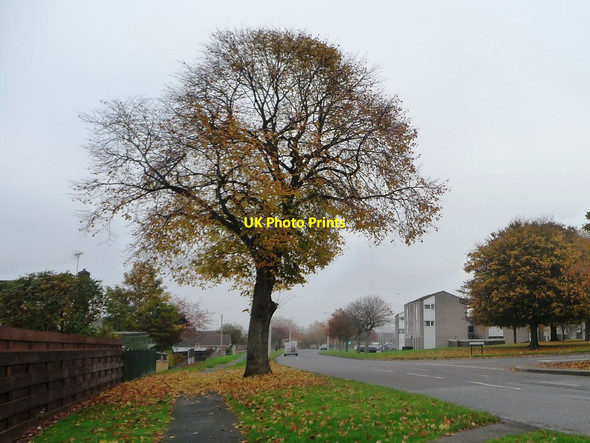Photo 6"x4" Autumn tree, Orton Road, Carlisle Carlisle c2015
