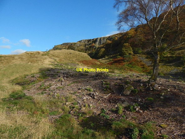 Photo 6"x4" Area cleared of Rhododendron bushes Milton\/NS4274 c2015