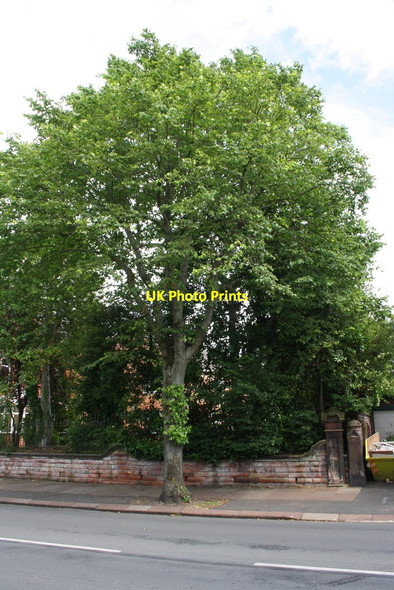 Photo 6"x4" Wall of #139 Dalston Road Carlisle c2015