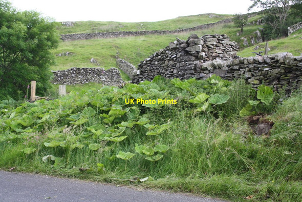 Photo 6"x4" Small ruined barn opposite Tongue Pasture, Goat Lane Stainforth\/SD8267 c2015
