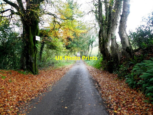 Photo 6"x4" Fallen leaves along Craghan Road, Magheracross Ballinamallard c2015