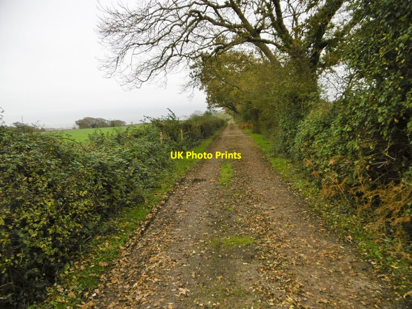 Photo 6"x4" Sowley, Browns Lane East End\/SZ3697 c2015