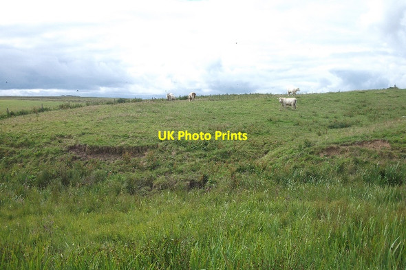 Photo 6"x4" Cattle, Wideford Kirkwall c2015