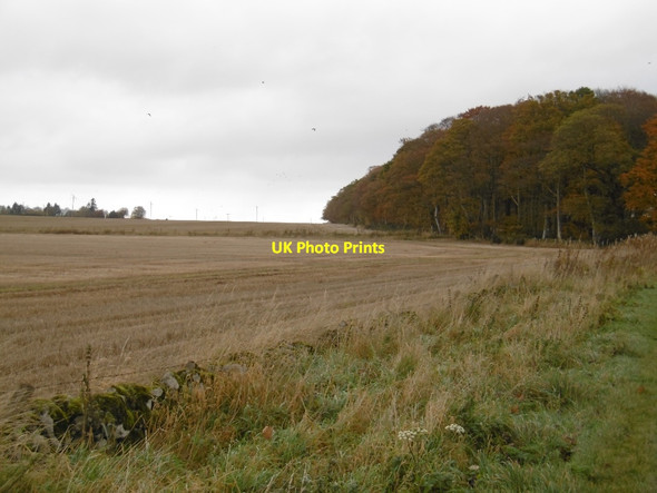 Photo 6"x4" Stubble and Maules Wood Brechin c2015