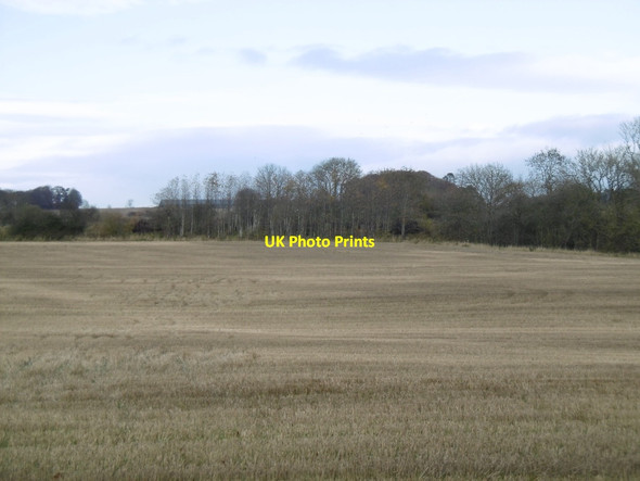 Photo 6"x4" Stubble, Brechin Brechin c2015