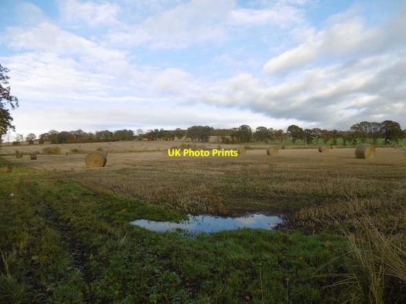 Photo 6"x4" Stubble, Crosshill Brechin c2015