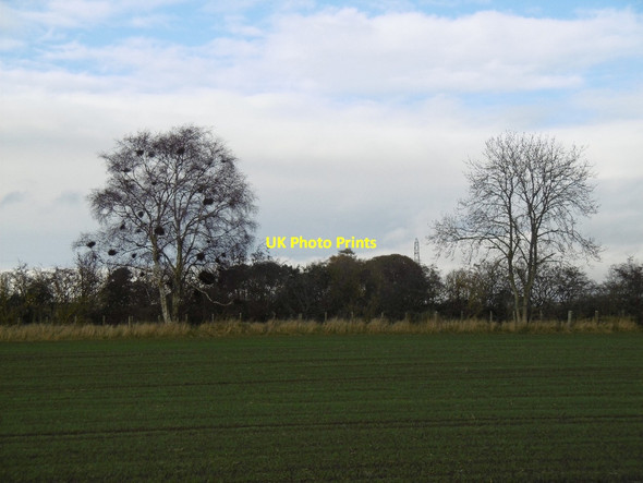 Photo 6"x4" Winter cereals, Arrat Dun\/NO6659 c2015