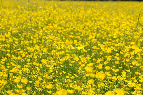 Photo 6"x4" Buttercups in flower in a field near Westend Chipmans Platt c2015
