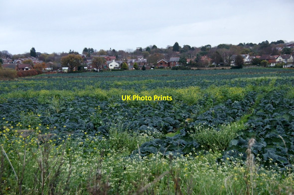 Photo 6"x4" Cabbages, Black Moss Lane, Aughton Ormskirk c2015