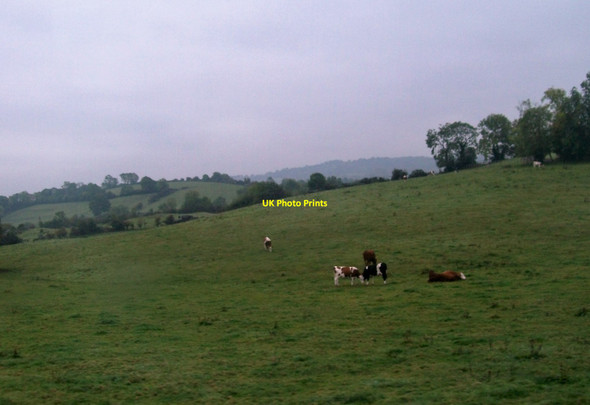 Photo 6"x4" Grazing land south of Magheraconluce Road Annahilt c2015