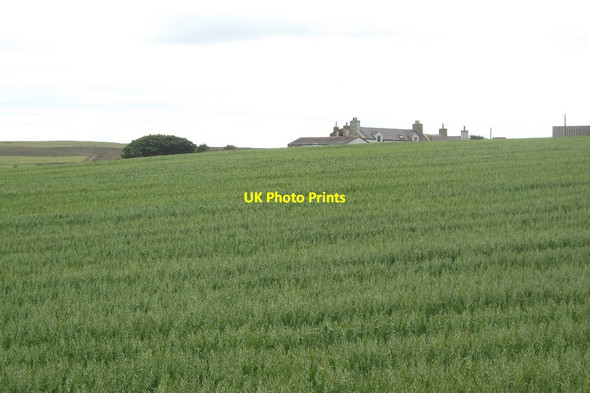 Photo 6"x4" Oats, Caldale Hatson c2015