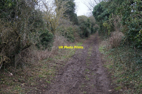 Photo 6"x4" View along The Harrow Way Foxdown c2015