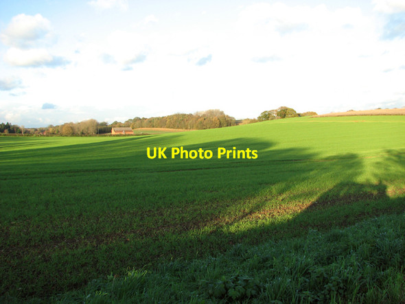 Photo 6"x4" Winter cereal crop field Bramerton c2015
