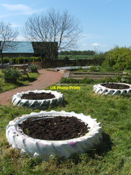 Photo 6"x4" Knowetop Community Farm: the garden Dumbarton c2009 P1
