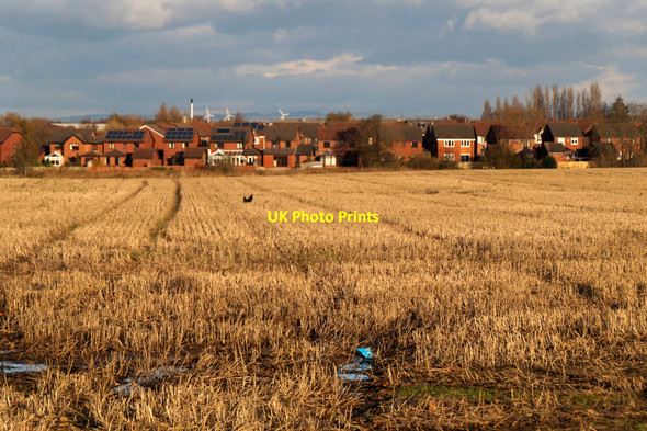 Photo 6"x4" Stubble beside Higgins Lane, Burscough Burscough c2015