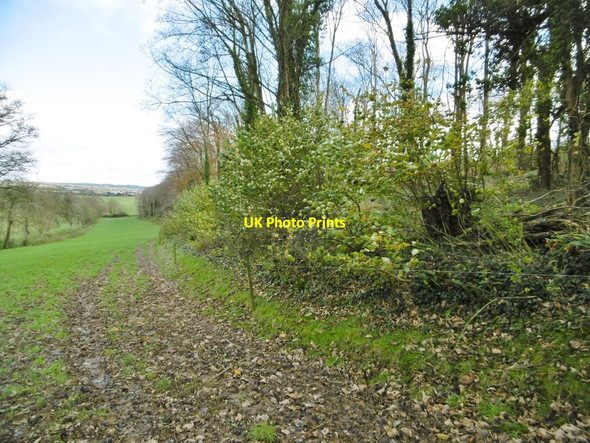 Photo 6"x4" Bradford Peverell, Coux Plantation Bradford Peverell c2015