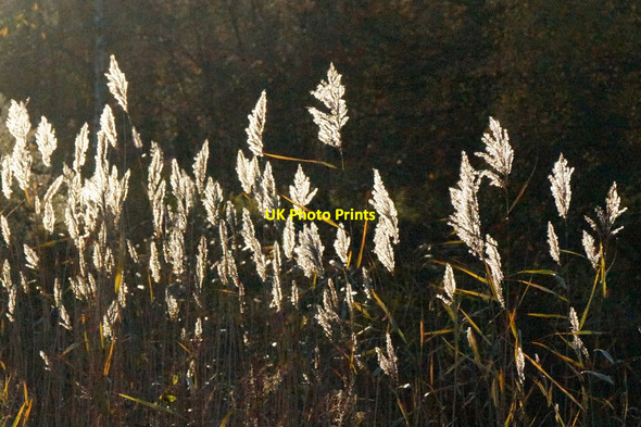Photo 6"x4" Reeds in low sunlight at the Leisure Lakes, Mere Brow Mere Brow c2015