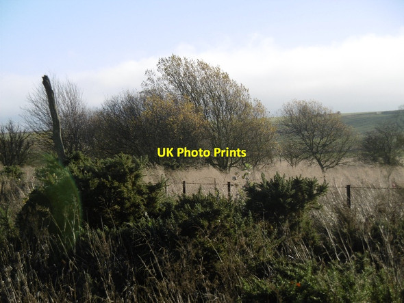 Photo 6"x4" Wetland, Cameron Peat Inn c2015