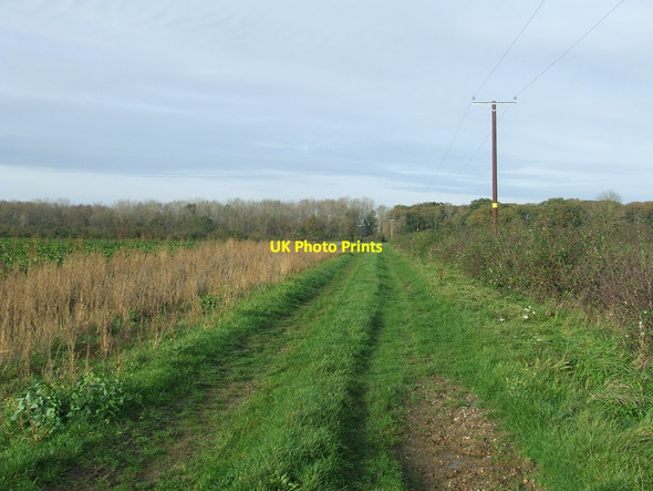 Photo 6"x4" Footpath And Common Wood Thorington c2015