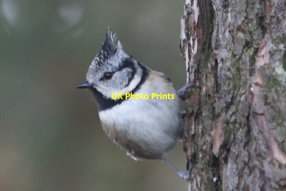Photo 6"x4" Crested Tit - now you see him, now you don't..... Lossiemouth c2015
