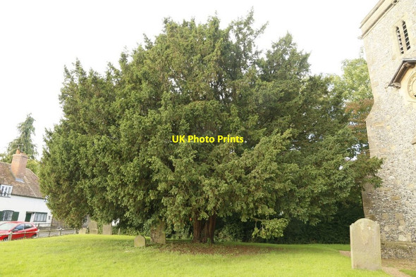 Photo 6"x4" Yew in the Churchyard Yattendon c2015