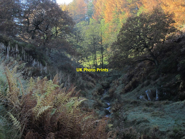 Photo 6"x4" Autumn colours on larch trees, Deep Clough, Goyt Valley Burbage\/SK0472 c2015