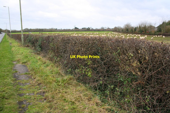 Photo 6"x4" Hedge and footpath on NW side Cumnor Hill Cumnor c2015