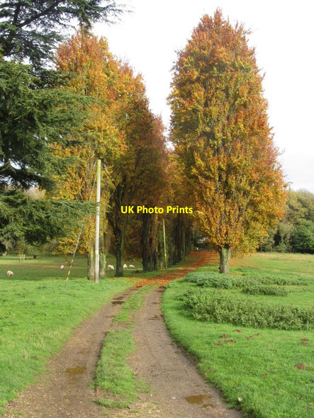 Photo 6"x4" Stowe Landscape Gardens NT near Buckingham - Autumn colours on tree avenue Dadford c2015