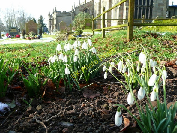 Photo 6"x4" Snowdrops in St. Bartholomew's churchyard Tong\/SJ7907 c2009