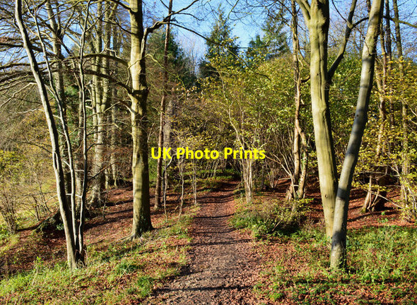 Photo 6"x4" Path through the trees, Quick's Green, Berkshire Quick's Green c2015