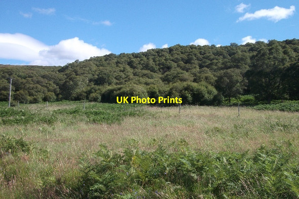 Photo 6"x4" Birch woods beside Loch Brora Gordonbush c2015