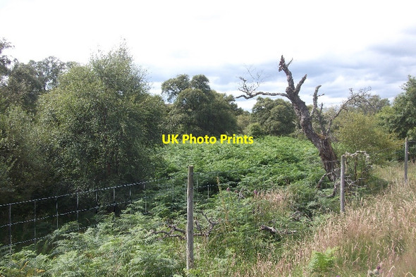 Photo 6"x4" Woodland, Strath Brora Gordonbush c2015