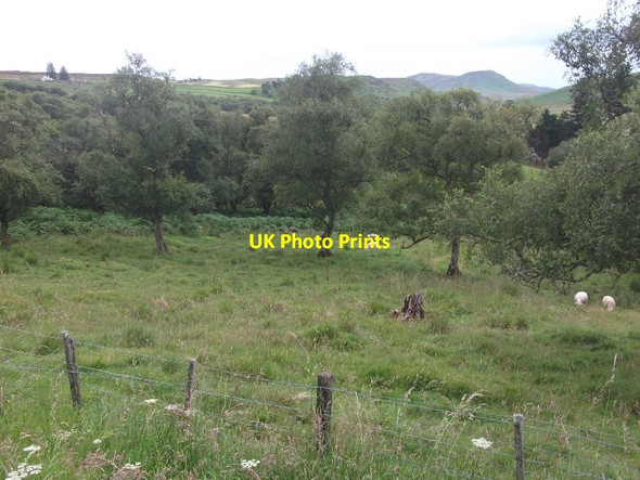 Photo 6"x4" Birch wood, Dalreavoch Dalreavoch c2015