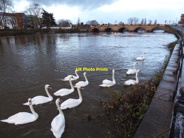 Photo 6"x4" Swans at dawn Worcester c2015