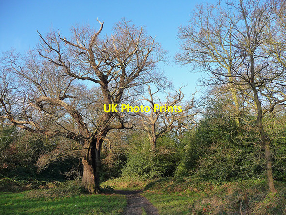Photo 6"x4" Path, Epping Forest (1) Wanstead c2012