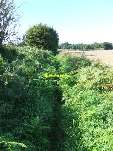 Photo 6"x4" Through The Heather Barnaby Green c2015