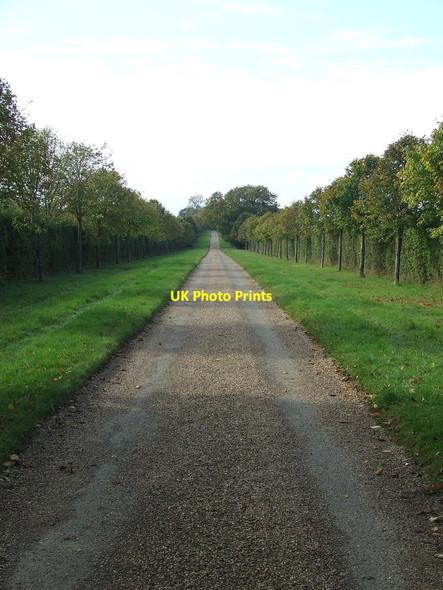 Photo 6"x4" Tree Lined Driveway Saffron Walden c2015