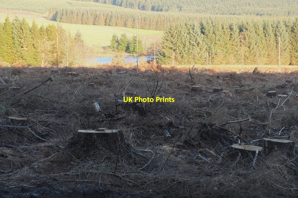 Photo 6"x4" Felled forestry plantation, Harehope Harehope\/NT2044 c2015