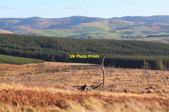 Photo 6"x4" Felled and replanted area in Harehope Forest (3) Harehope\/NT2044 c2015