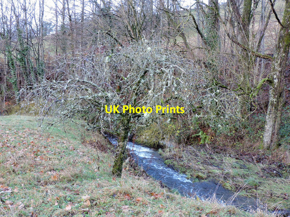 Photo 6"x4" Tree by the Spango Burn Spango\/NS2374 c2015