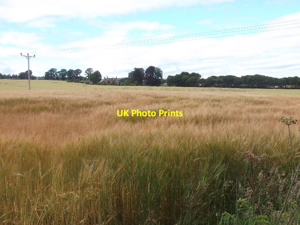 Photo 6"x4" Barley, Balnakyle Munlochy c2015
