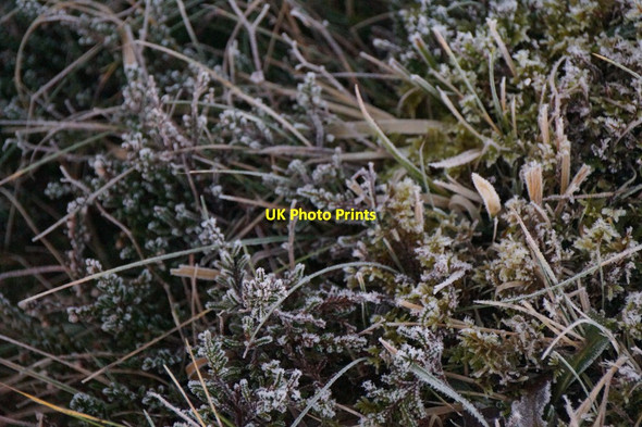 Photo 6"x4" Frosted heather, Baltasound Baliasta\/HP6009 c2015